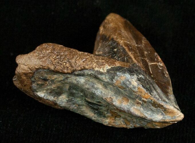 Huge, Unworn Triceratops Tooth - #5712